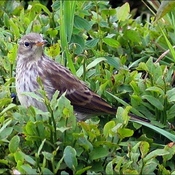 Water Pipit